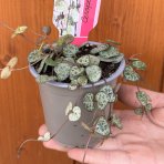 Lampášik (Ceropegia woodii) - Ø 10 cm, kont. P11